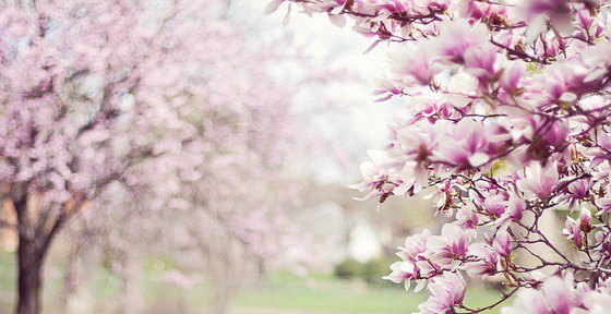 spring flowers
